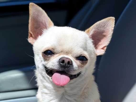 Traveling Pets Often Need Health Certificates