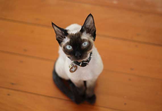 10 Hypoallergenic Cat Breeds PetMD