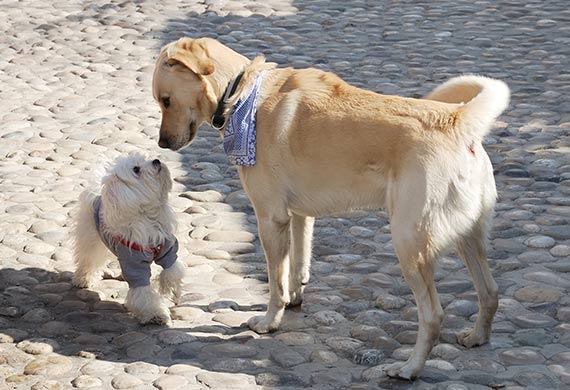 Can Dogs Be Infected By Human Norovirus Petmd