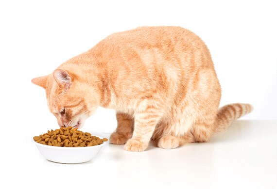 should cats eat eggs