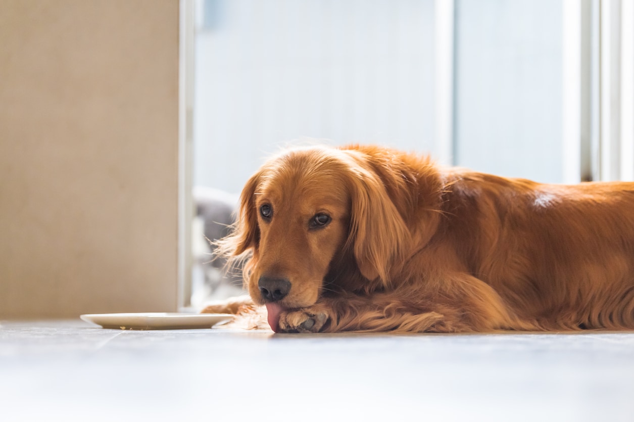 granuloma dog treatment