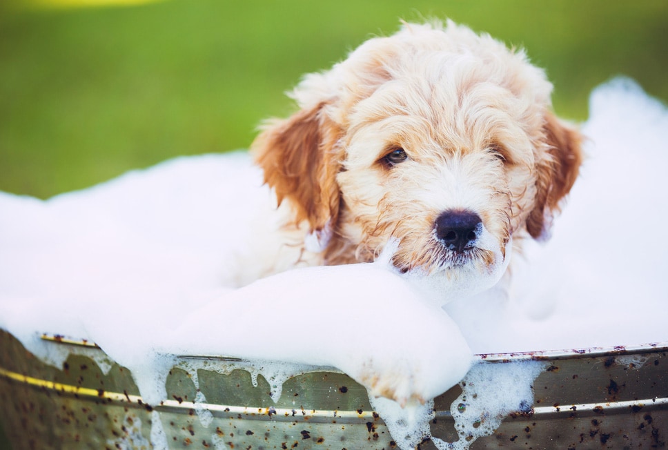 7 Common Bath Time Mistakes Pet Owners, Bathing Your Dog In The Bathtub