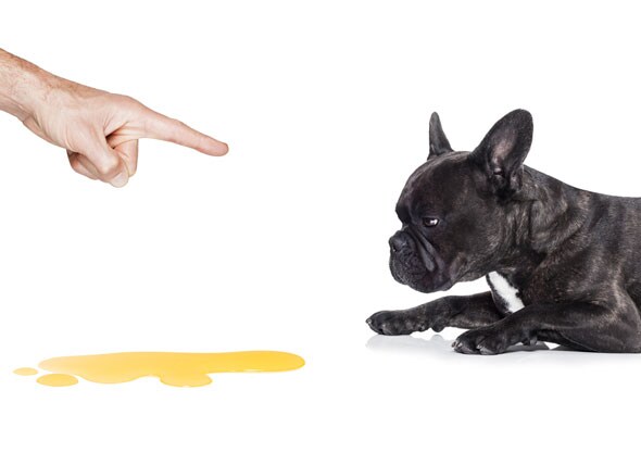 puppy peeing inside house