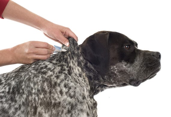 flea medication side effects dogs