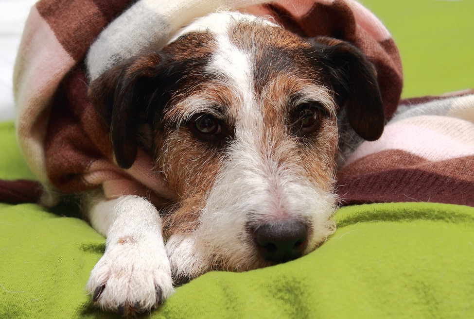 feed dog after throwing up