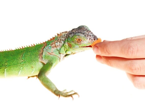 What Do Lizards Eat Petmd