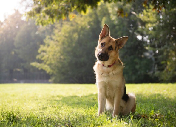 Dog Constipation What To Give A Constipated Dog Petmd Petmd