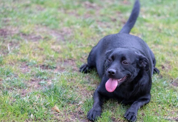 overweight chocolate lab