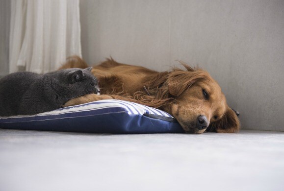 5 Reasons Your Pet Is Lethargic And When To Worry Petmd