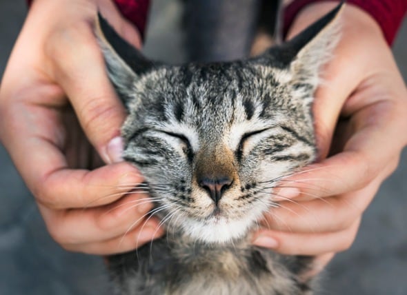 Top 9 Tips for Keeping Your Cat&#39;s Teeth Clean | PetMD