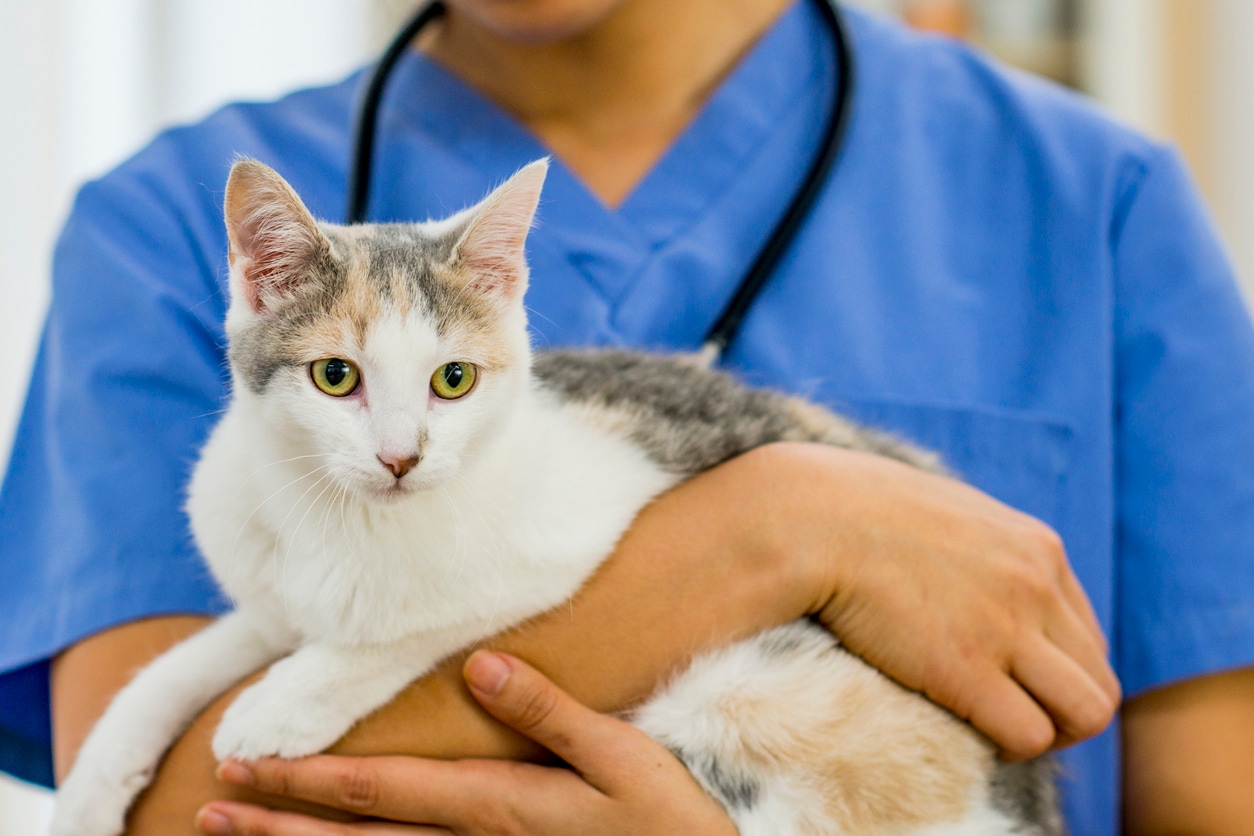 Canine Parvovirus Infections In Cats Petmd