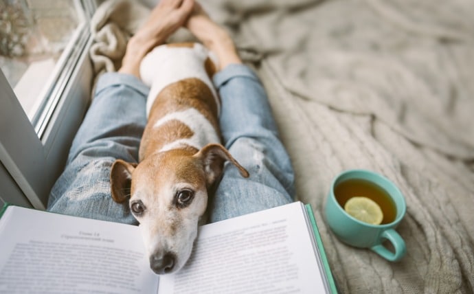 Gabapentin For Dogs Uses Dosage And Side Effects Petmd