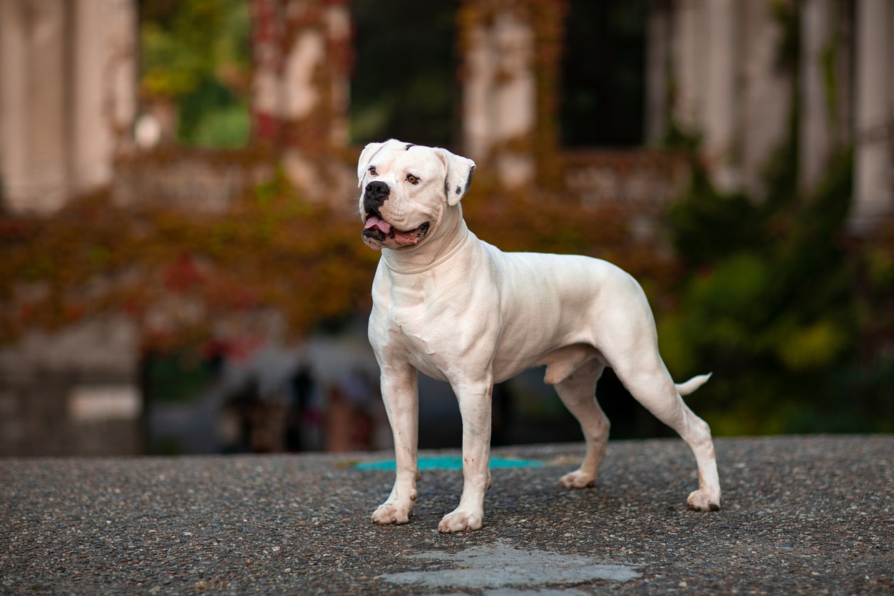 American Bulldog Dog Breed Hypoallergenic, Health and Life Span | PetMD