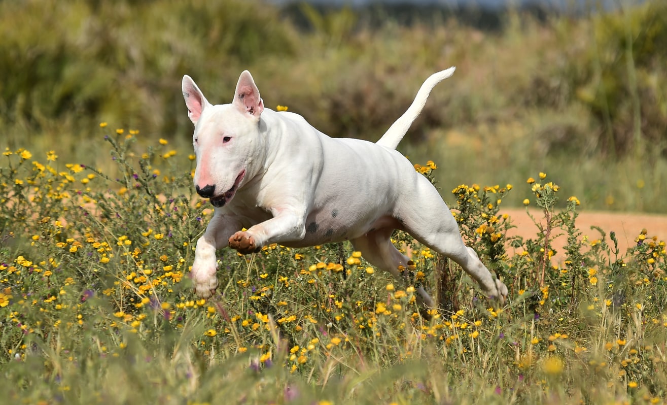 Bull Terrier Dog Breed Hypoallergenic, Health and Life Span | PetMD