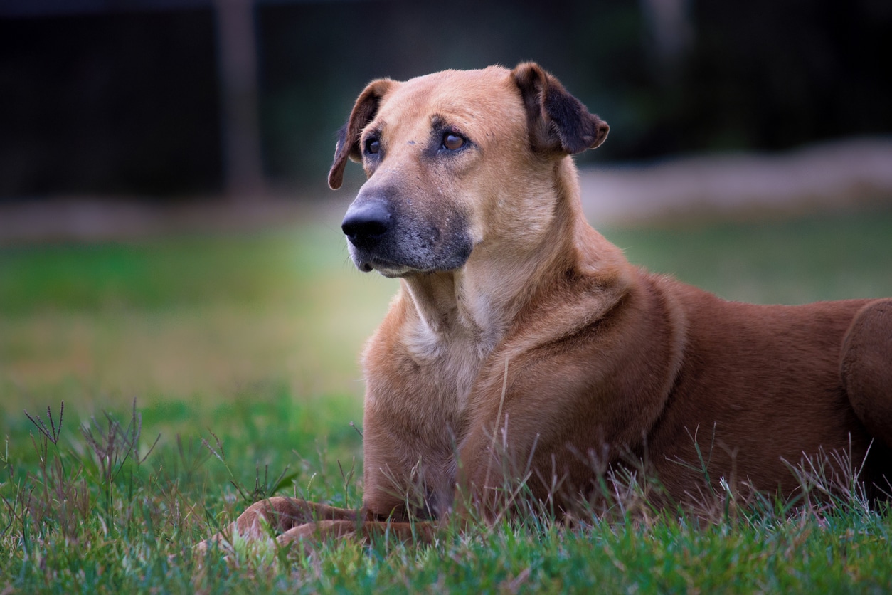 Chinook Dog Breed Hypoallergenic, Health and Life Span | PetMD