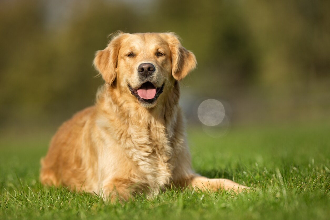 Golden Retriever Dog Breed Hypoallergenic Health And Life Span PetMD