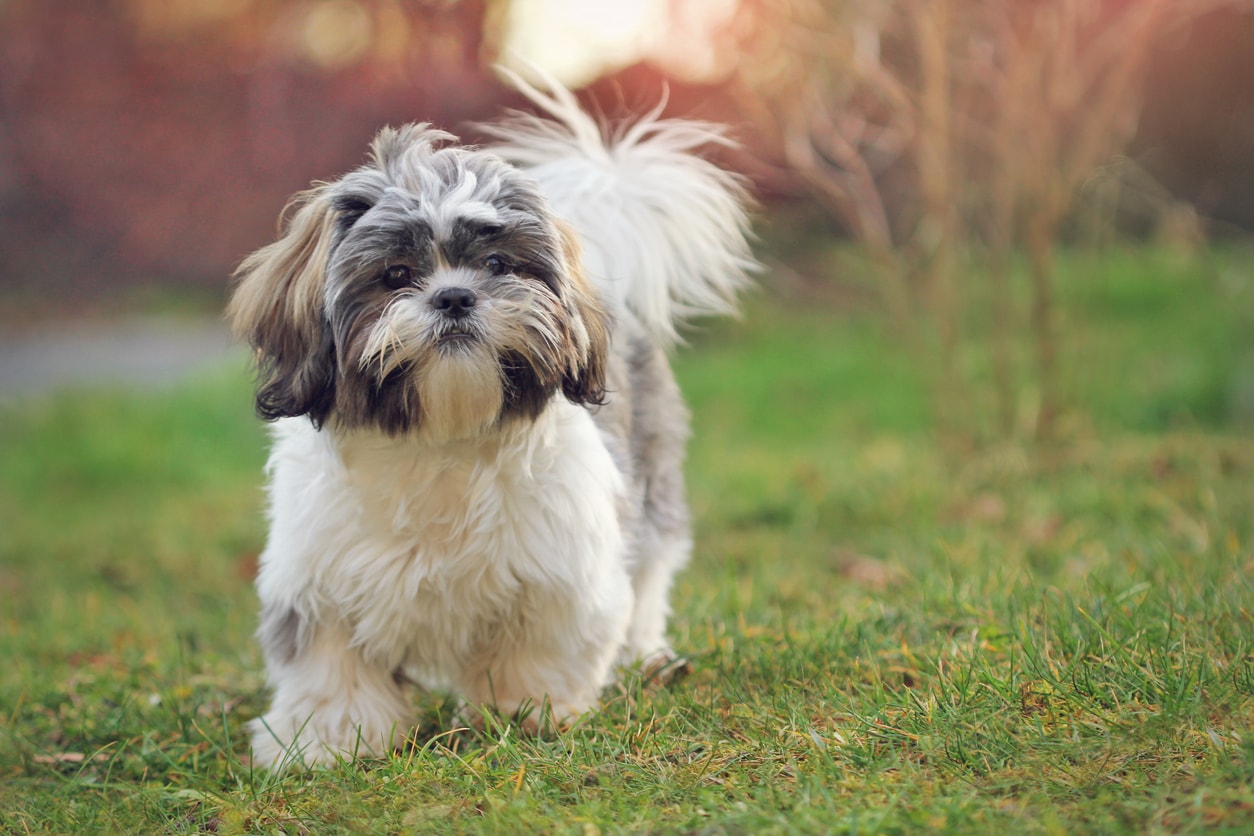 38 Shih Tzu Mixes (With Pictures) - Pet Keen