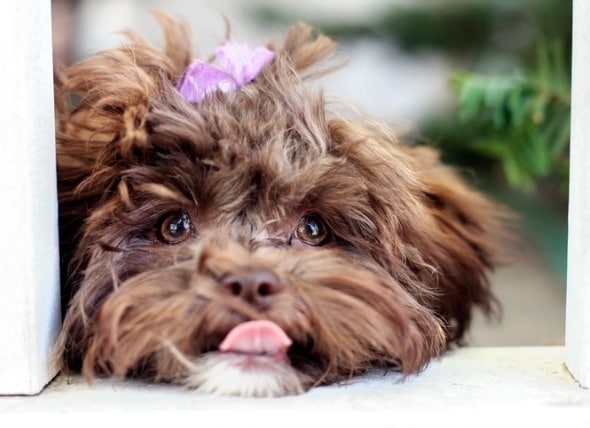 dog thrush treatment