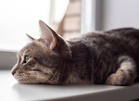 feline diarrhea treatment