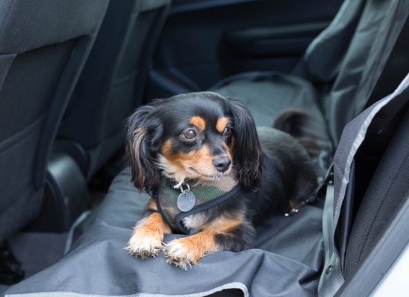 small dog in car