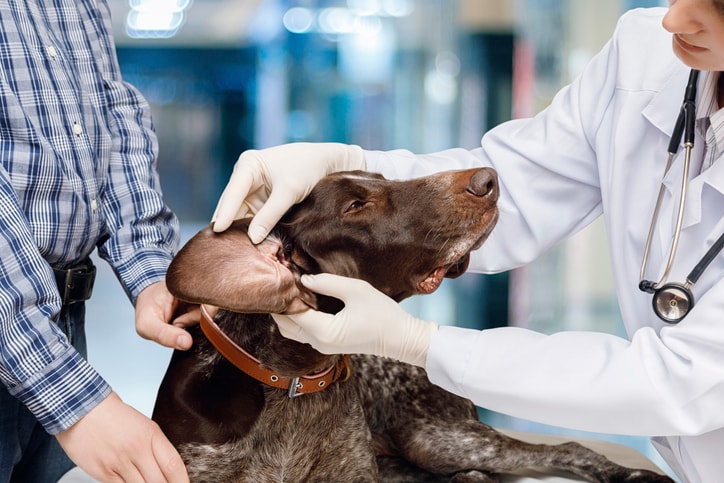 ear infection in dogs treatment home remedy
