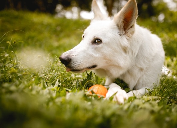 dog sensitive to flea treatment