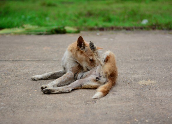 Benadryl Overdose In Dogs Petmd