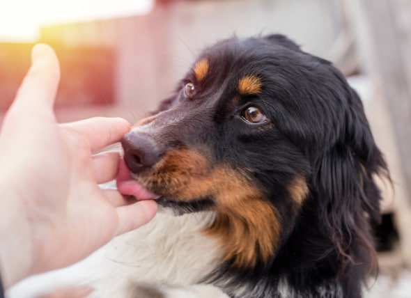 Benadryl Overdose In Dogs Petmd