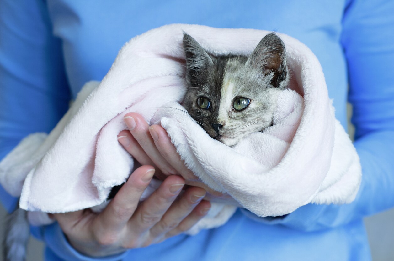 small-kitten-wrapped-in-blanket