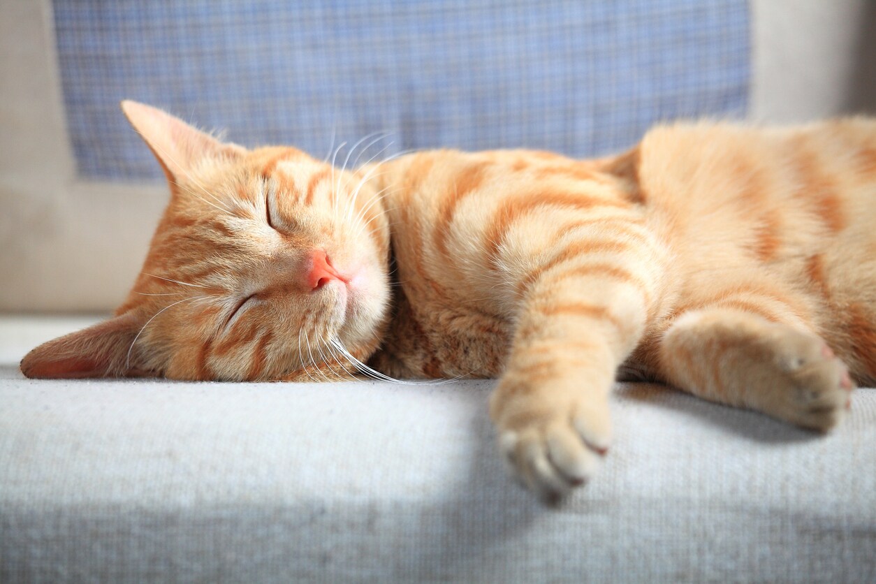 cat-sleeping-on-couch