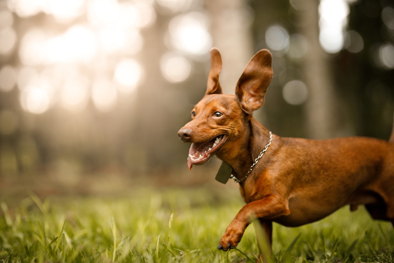 Ear Hematomas in Dogs | PetMD