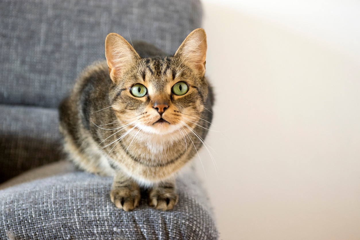 Domestic tiger cat lying on grey sofa, eye contact