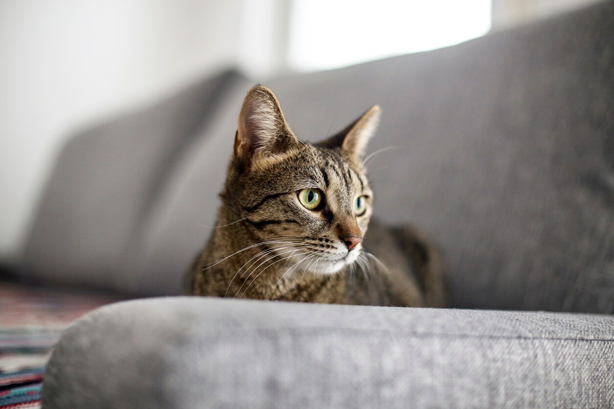 Cat on sofa