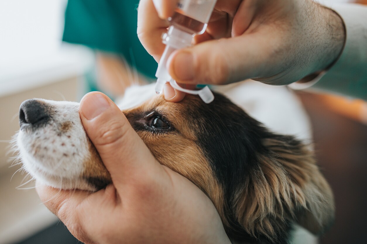 Conjunctivitis In Dogs Pink Eye Petmd