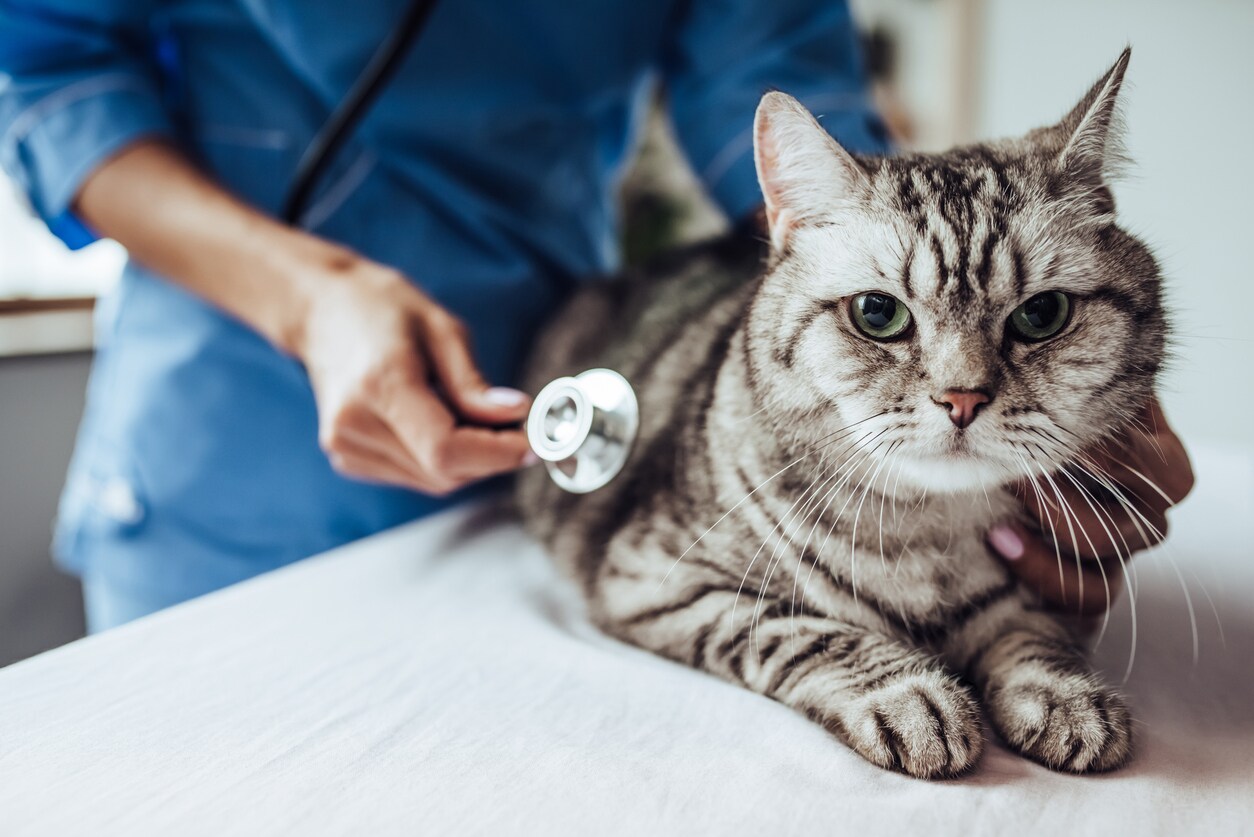 Cropped image of beautiful female doctor veterinarian with stethoscope is examining cute grey cat at vet clinic.