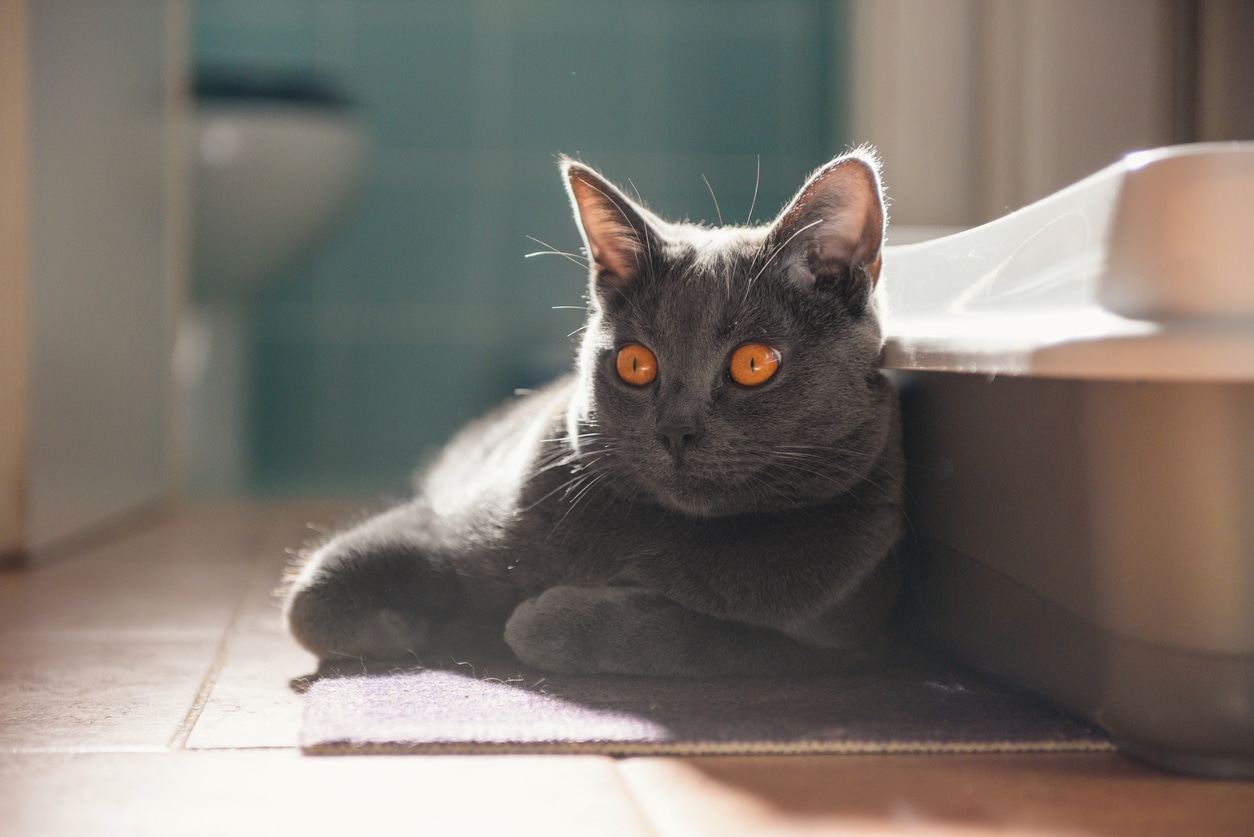 Backlit Chartreux Cat Lying Besides Cat Litter
