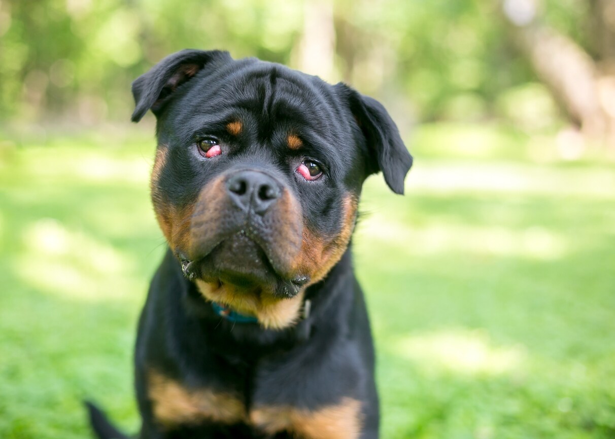A purebred Rottweiler dog with nictitans gland prolapse or "cherry eye" in both eyes
