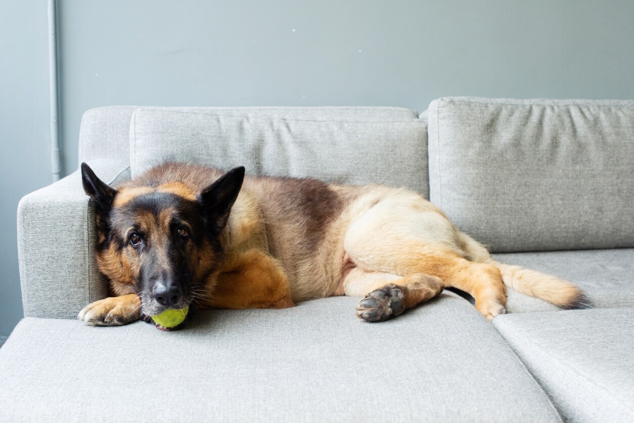 An elderly german shepherd dog with a walking disability resting comfortably at home.