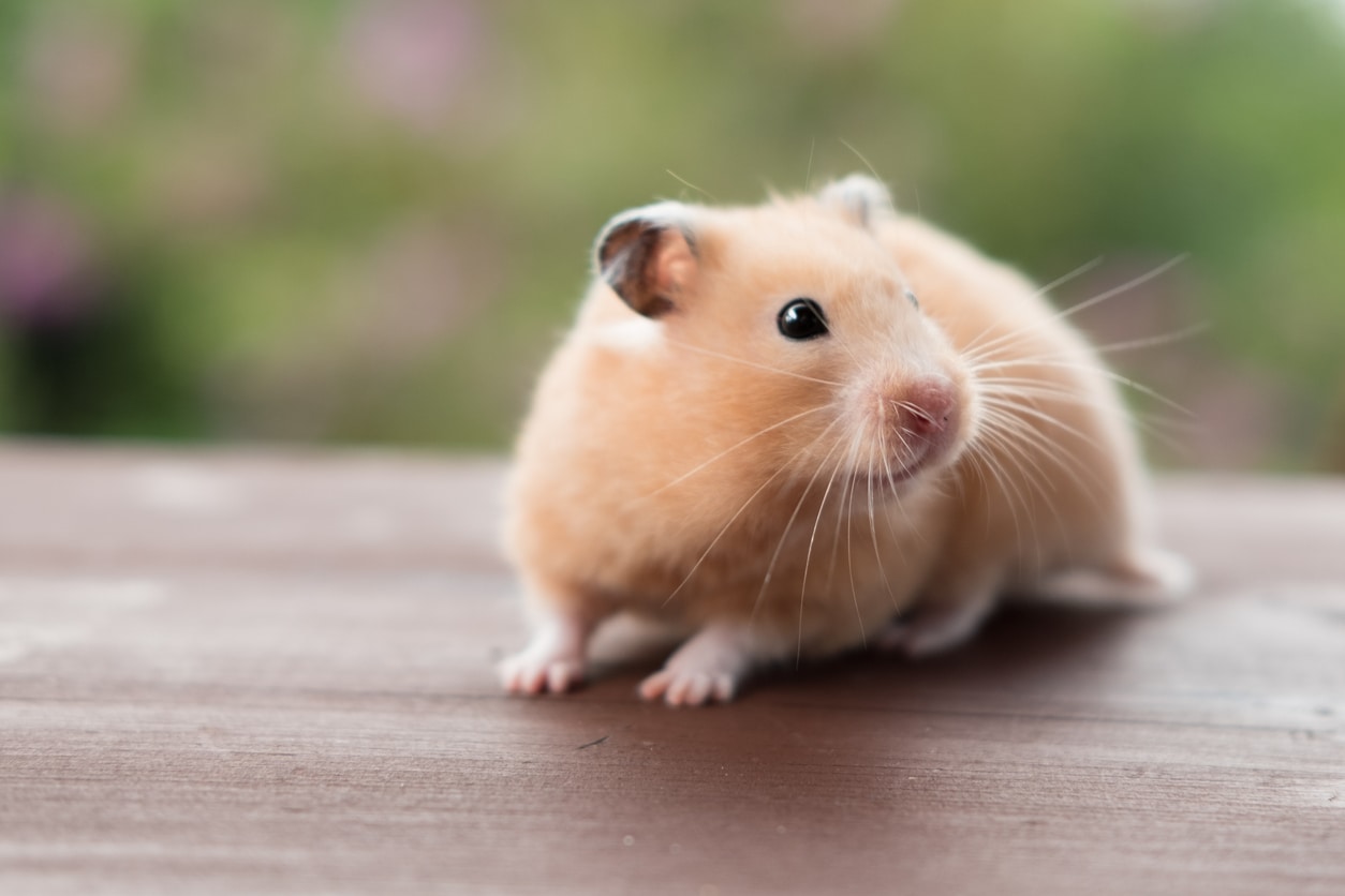 pets for homes hamsters