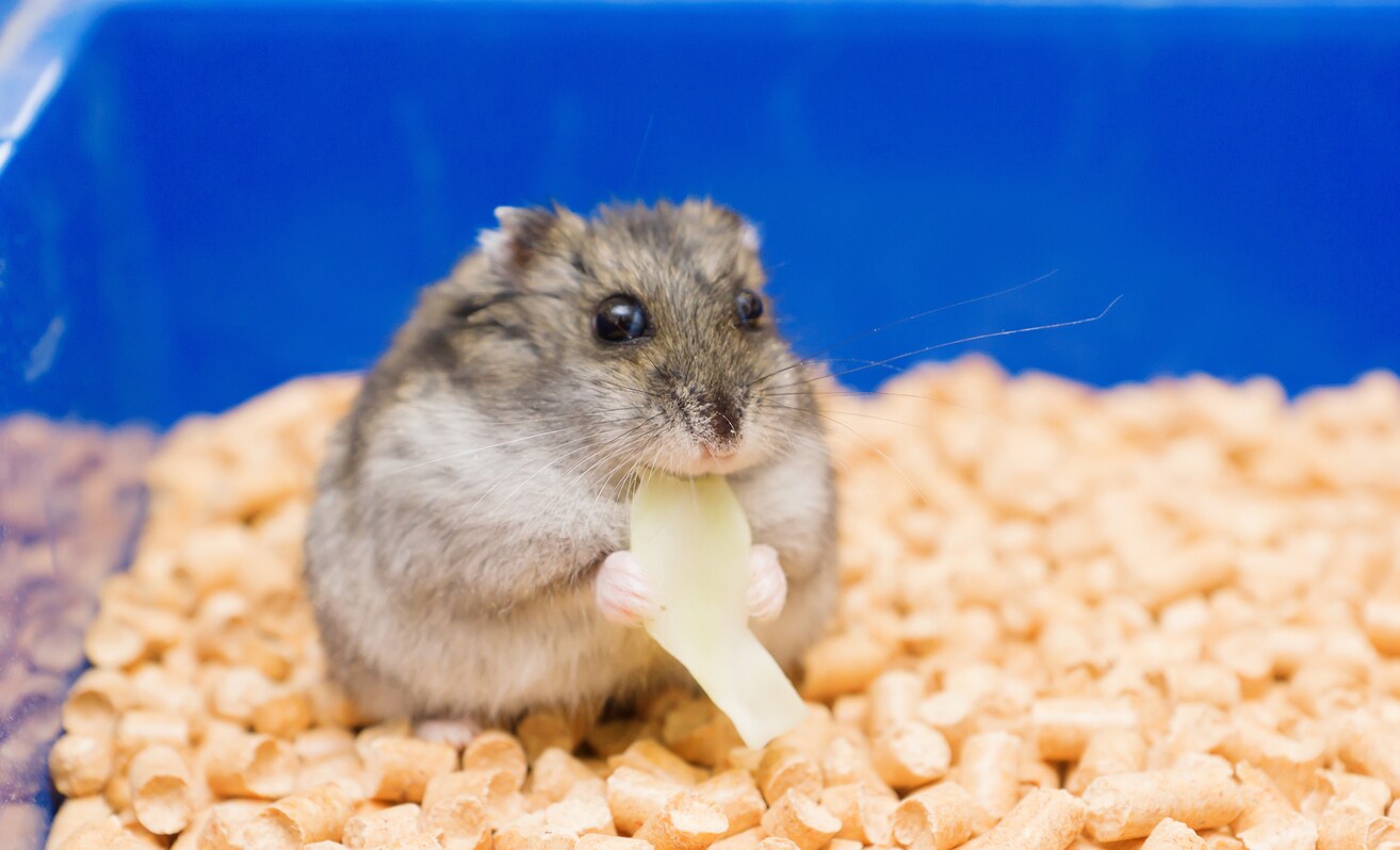 Little hamster eats stock photo