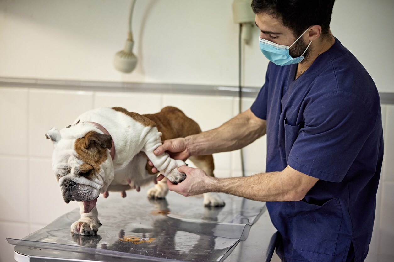bulldog-getting-leg-examined-by-vet