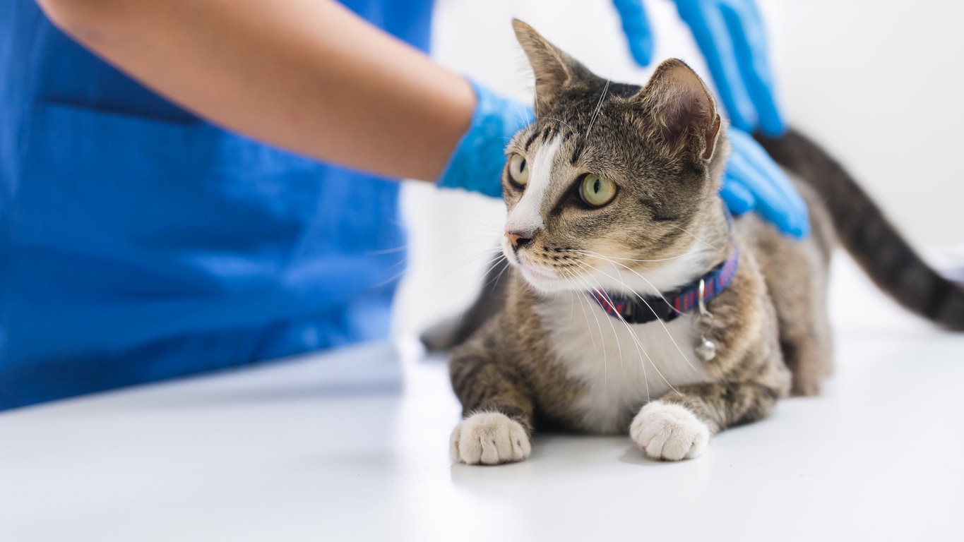 Image of doctor vaccinating cat in vet clinic.
