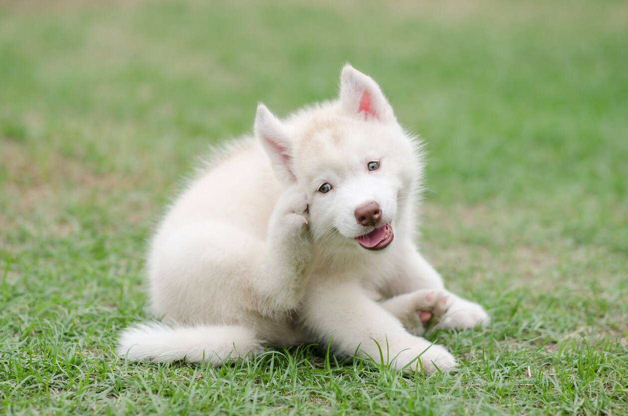 Cute siberian husky puppy scratching on green grass