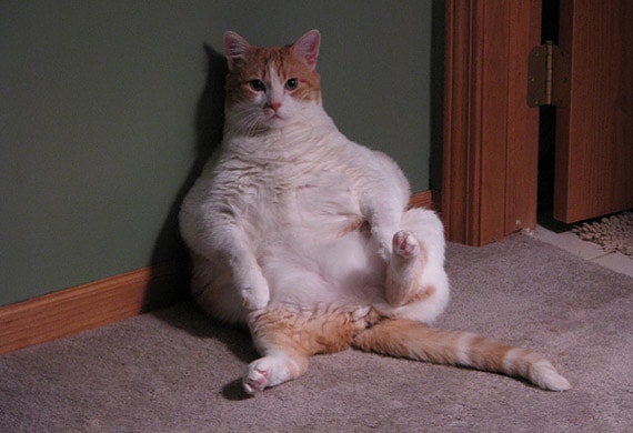 Top 10 Fat Cat Breeds - Cat Breeds 