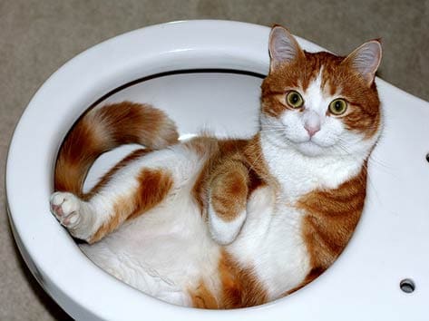 Cat stuck in toilet, cat in toilet, urinary issues in cats, bladder infections in cats, urinary problems with cats