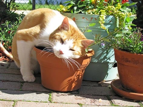 Image result for cats after eating catnip plants