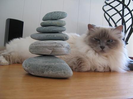 cat with stones, bladder stones, bored cat, fluffy cat, sleepy cat