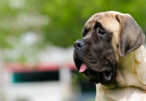 images of large dog breeds