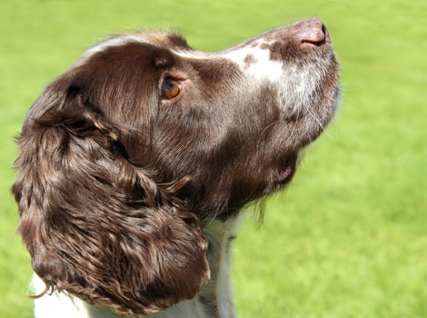 dog sits, sitting dog, dog waits, obedient dog