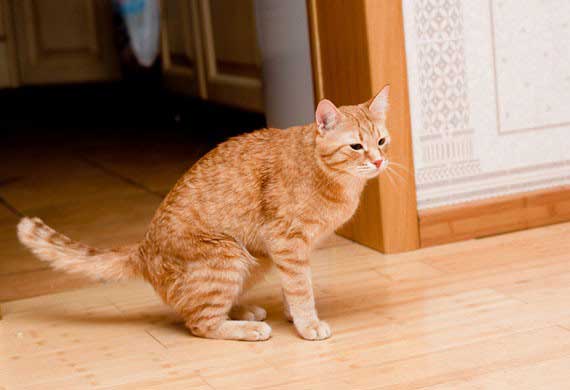 4. Using the House as a Litter Box